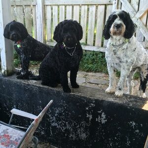 Meet your Posher, Beverley